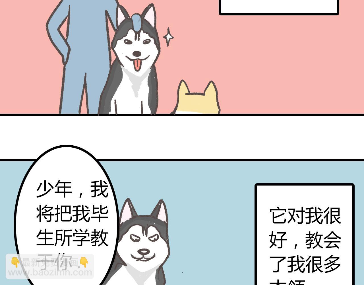 寵物公寓 - 有隻二哈屬性的柴犬 - 3