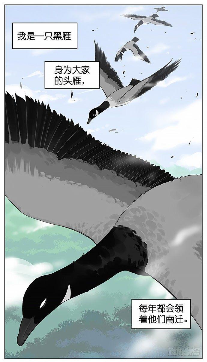 南方的鳥和北方的鳥 - 黑雁。 - 1