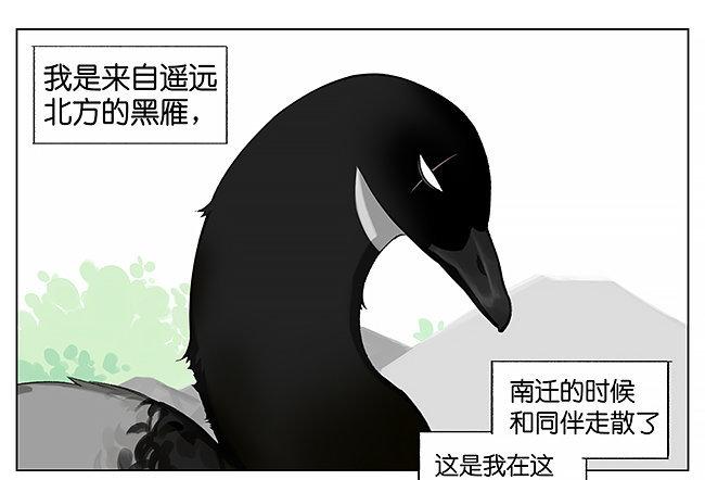 南方的鳥和北方的鳥 - 游泳。 - 1