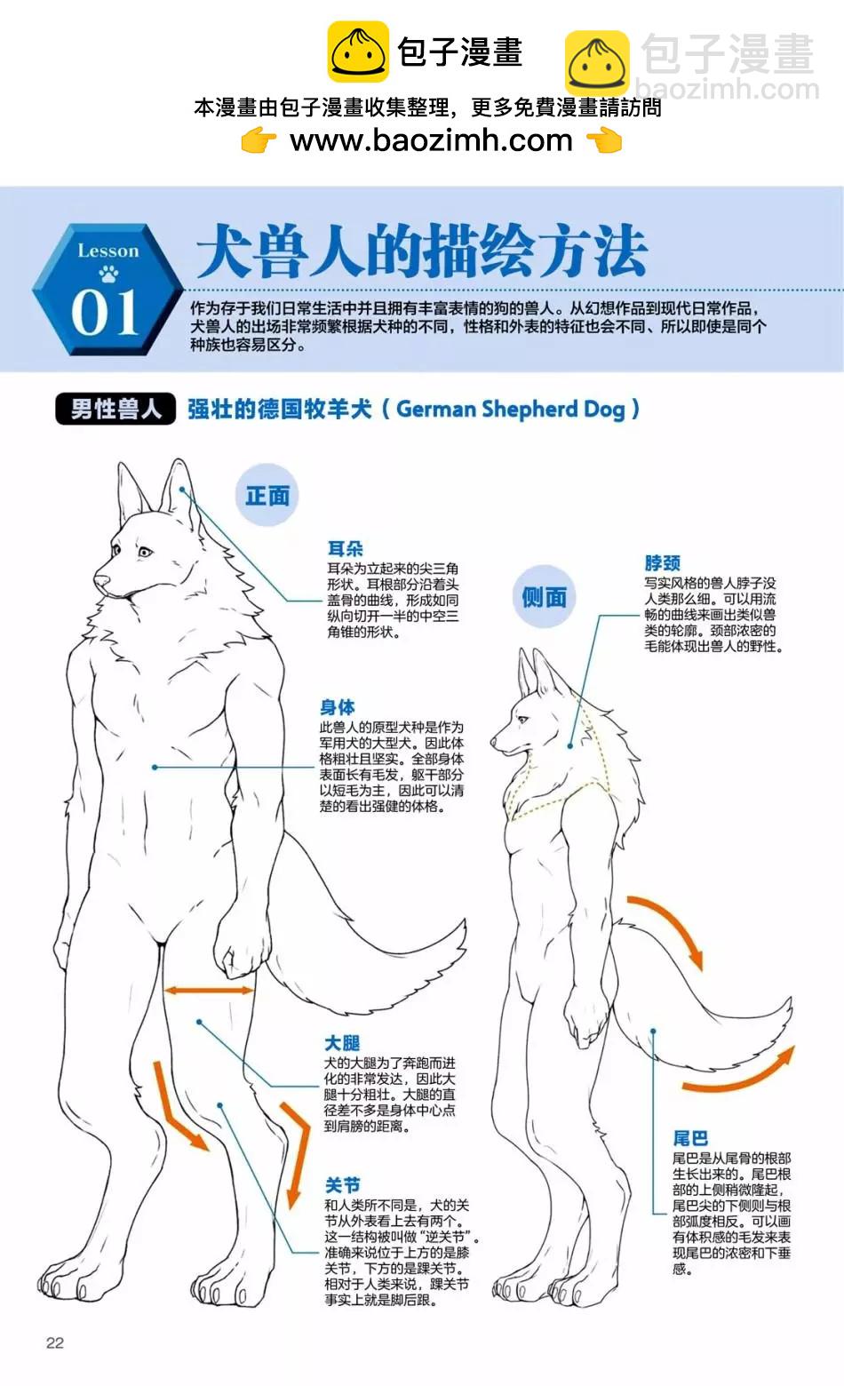 獸人的描繪方法 -從真實系獸人到抽象系獸人 - 陸上生物 犬獸人的描繪方法 - 2